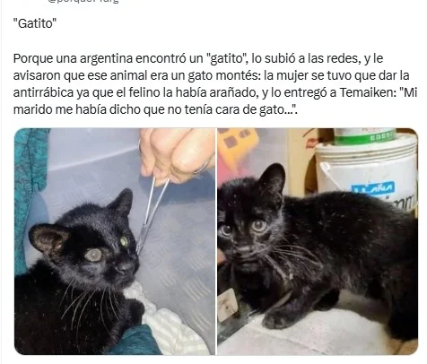 gatos, perros, animales, mascotas, argentina